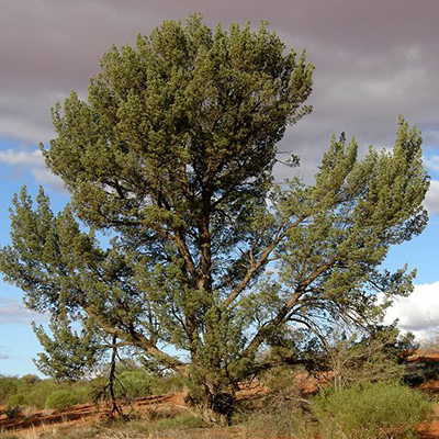 cypress australian tree pine botanical name south