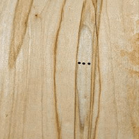 Ambrosia Maple Hardwood Lumber at Austin Hardwoods of Denver